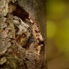 Syc rousny - Aegolius funereus - Boreal Owl 4092